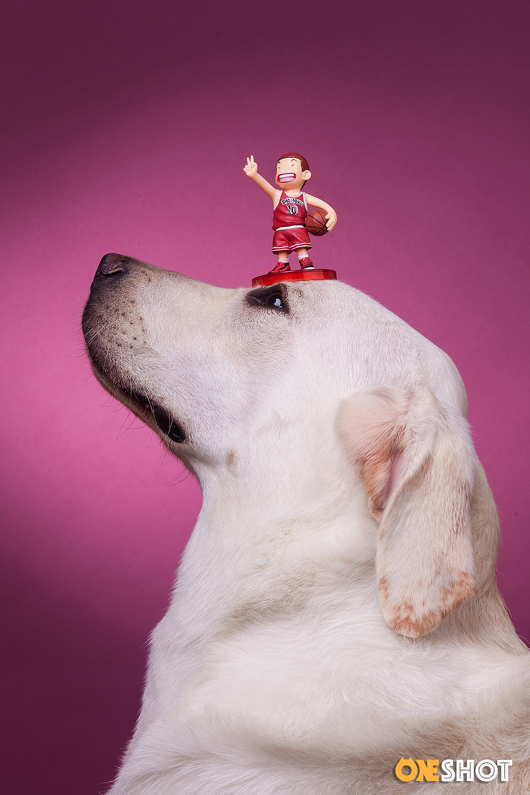 一些宠物棚拍肖像