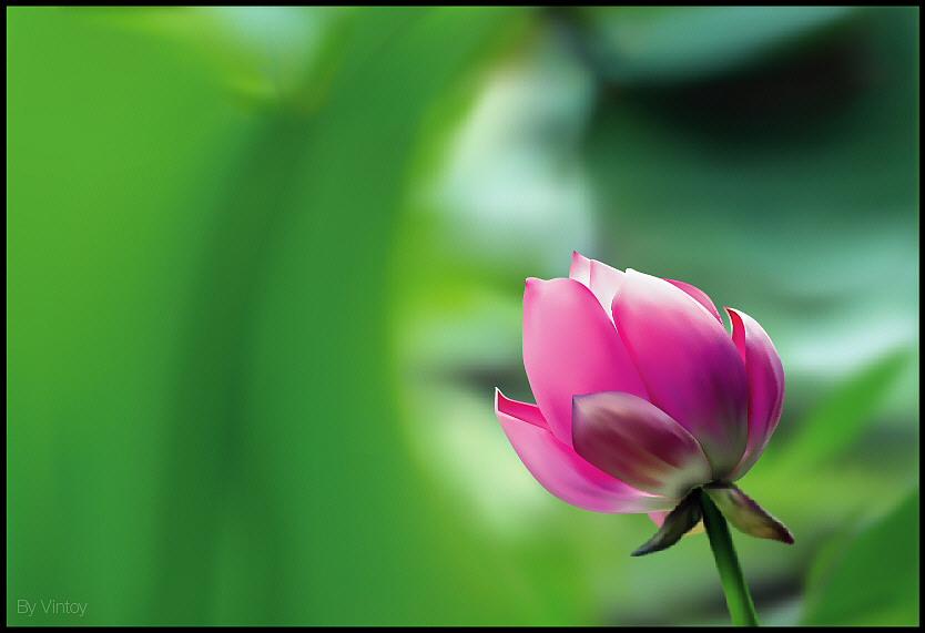 AI写实练习——荷（图ZMTkwNDkyMjA=） - 创作习作 - 站酷设计师Vintoy原创素材 - 站酷ZCOOL