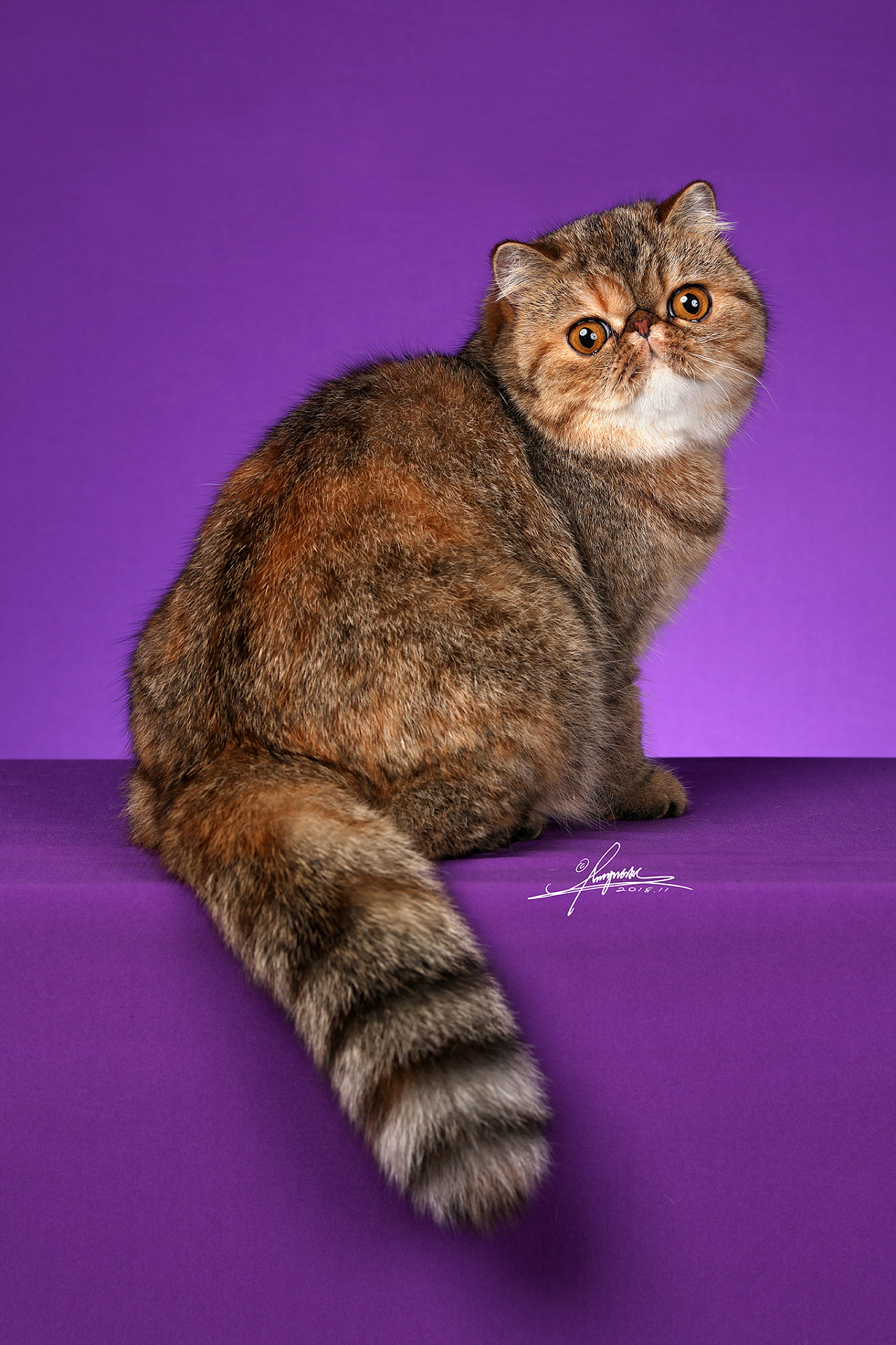 加菲猫|摄影|宠物摄影|amyworks赛猫摄影 - 原创作品 - 站酷 (zcool)