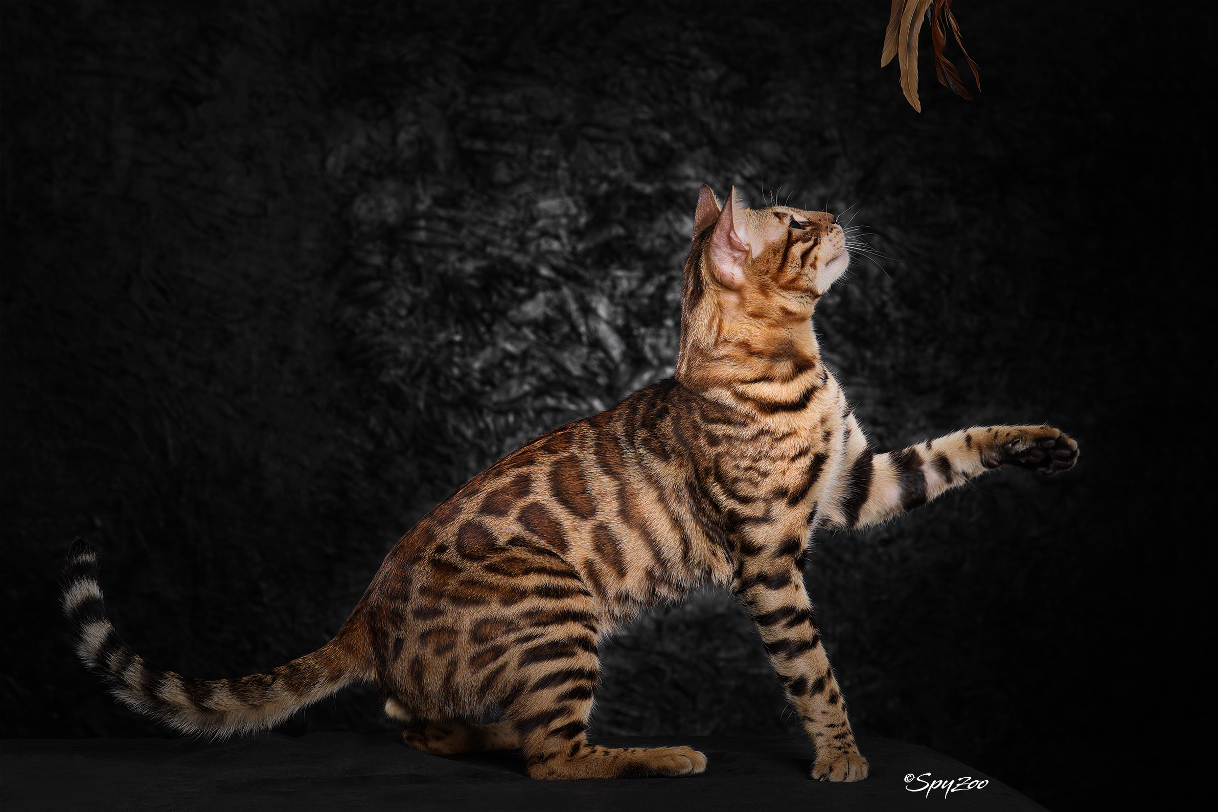 孟加拉豹猫tica上海赛场拍摄|摄影|宠物摄影|spyzoo - 原创作品 - 站酷 (ZCOOL)