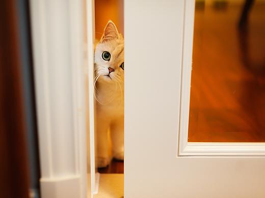 猫咪的家庭生活【均木纪实宠物摄影】