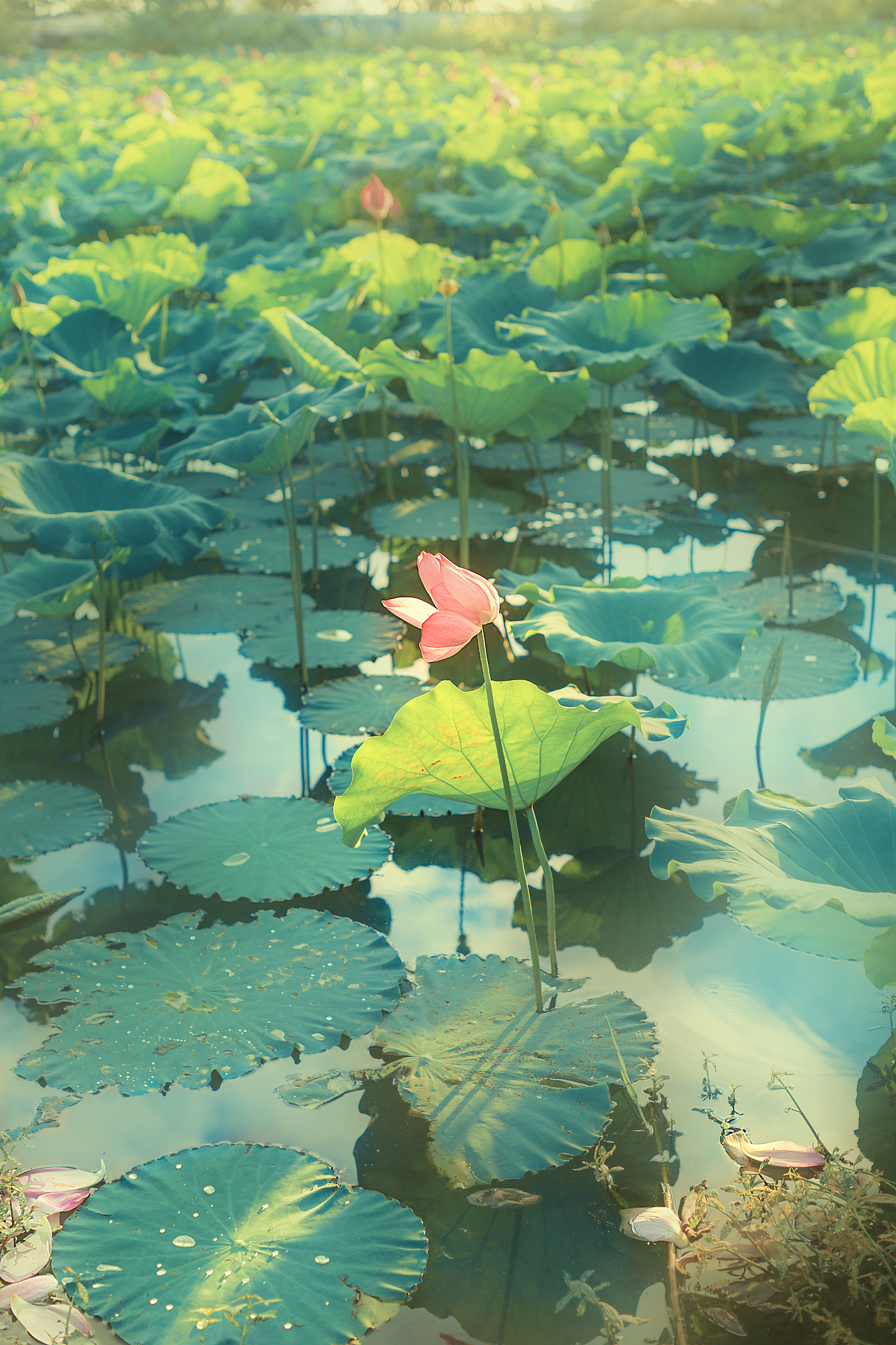 立秋，关于荷的梦游（图ZMjY1NzQyNDE2） - 人像摄影 - 站酷设计师清晨微微蓝原创素材 - 站酷ZCOOL