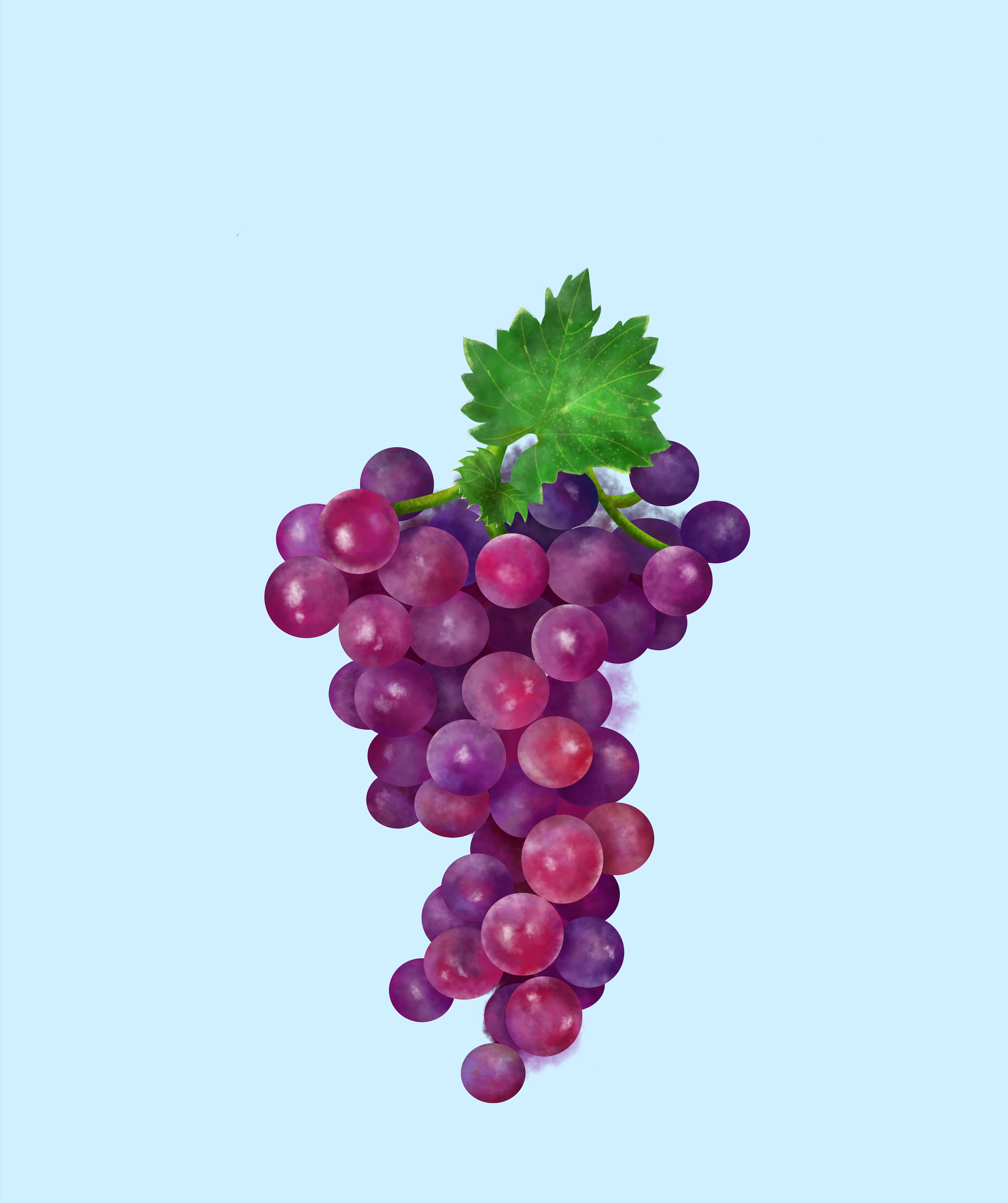 水果插画系列-葡萄 草莓 山竹