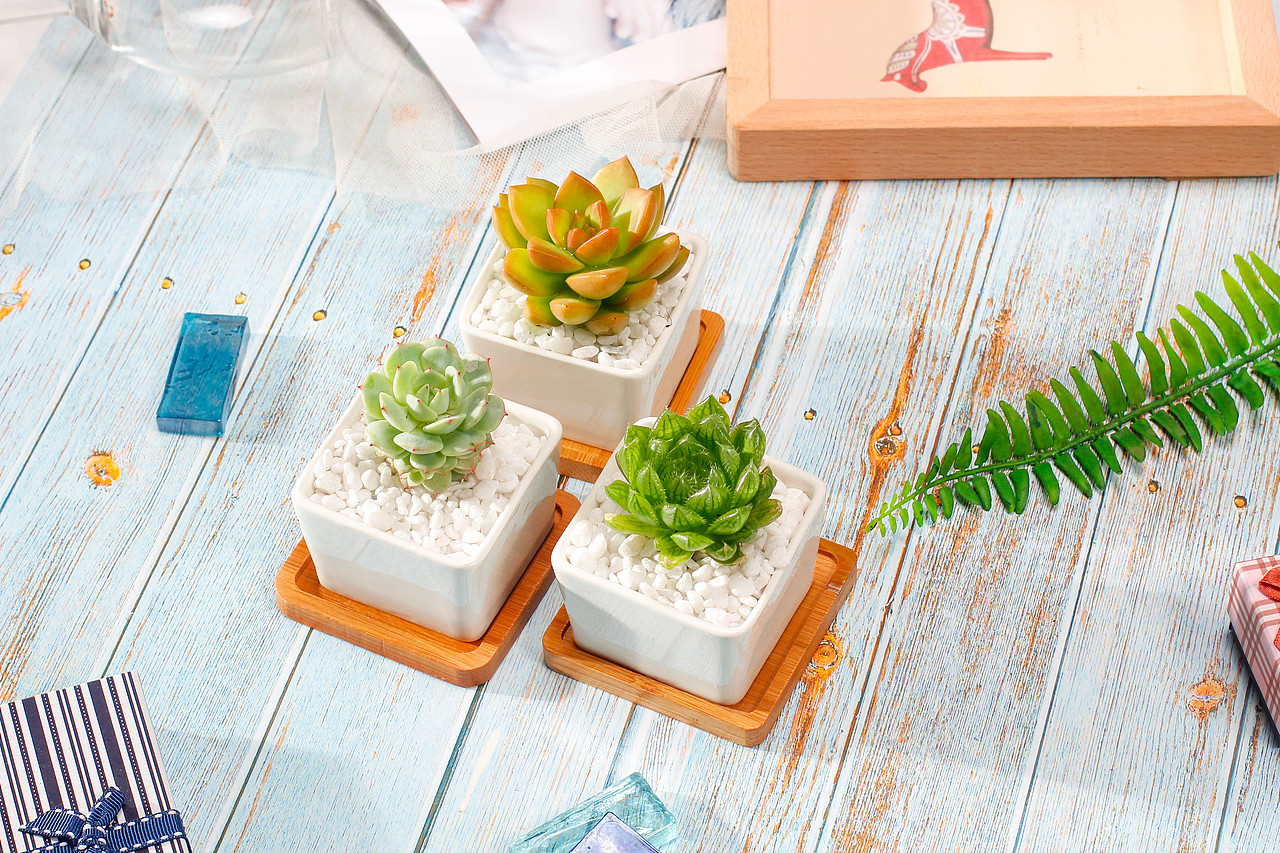 唯美多肉小植物（图ZMTA5ODkxNjIw） - 产品摄影 - 站酷设计师桃子视觉原创素材 - 站酷ZCOOL