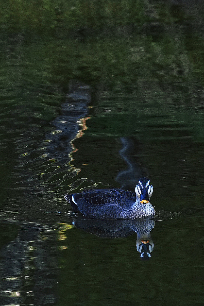 人間四月天|鴨子秀恩愛