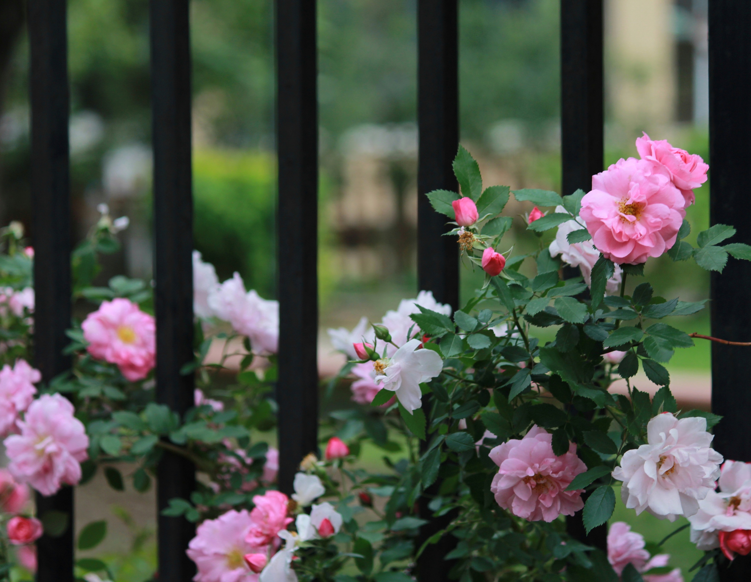盛开的蔷薇花高清图片下载-正版图片500389552-摄图网