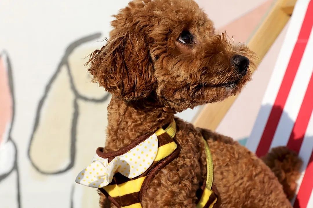 韩国MIMINKO咖啡馆（图ZMjQxNjk0NDY0） - 包装 - 站酷设计师黄葯师原创素材 - 站酷ZCOOL