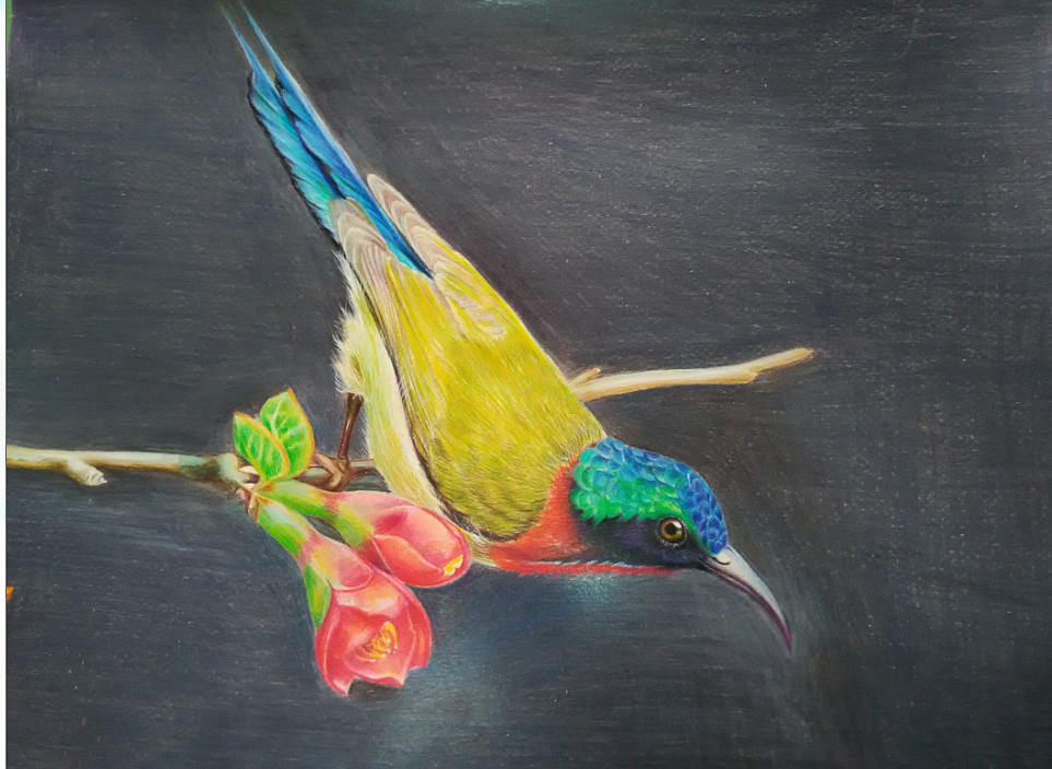 树懒先生喜欢的鸟