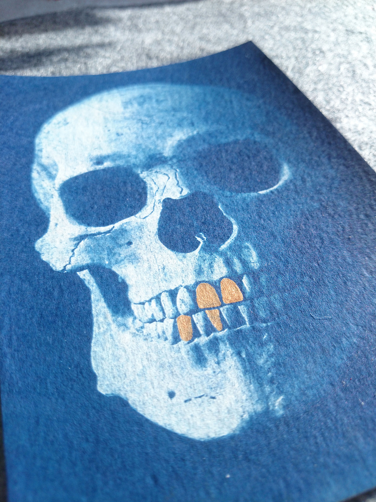 蓝晒Cyanotype头颅与金色苍蝇