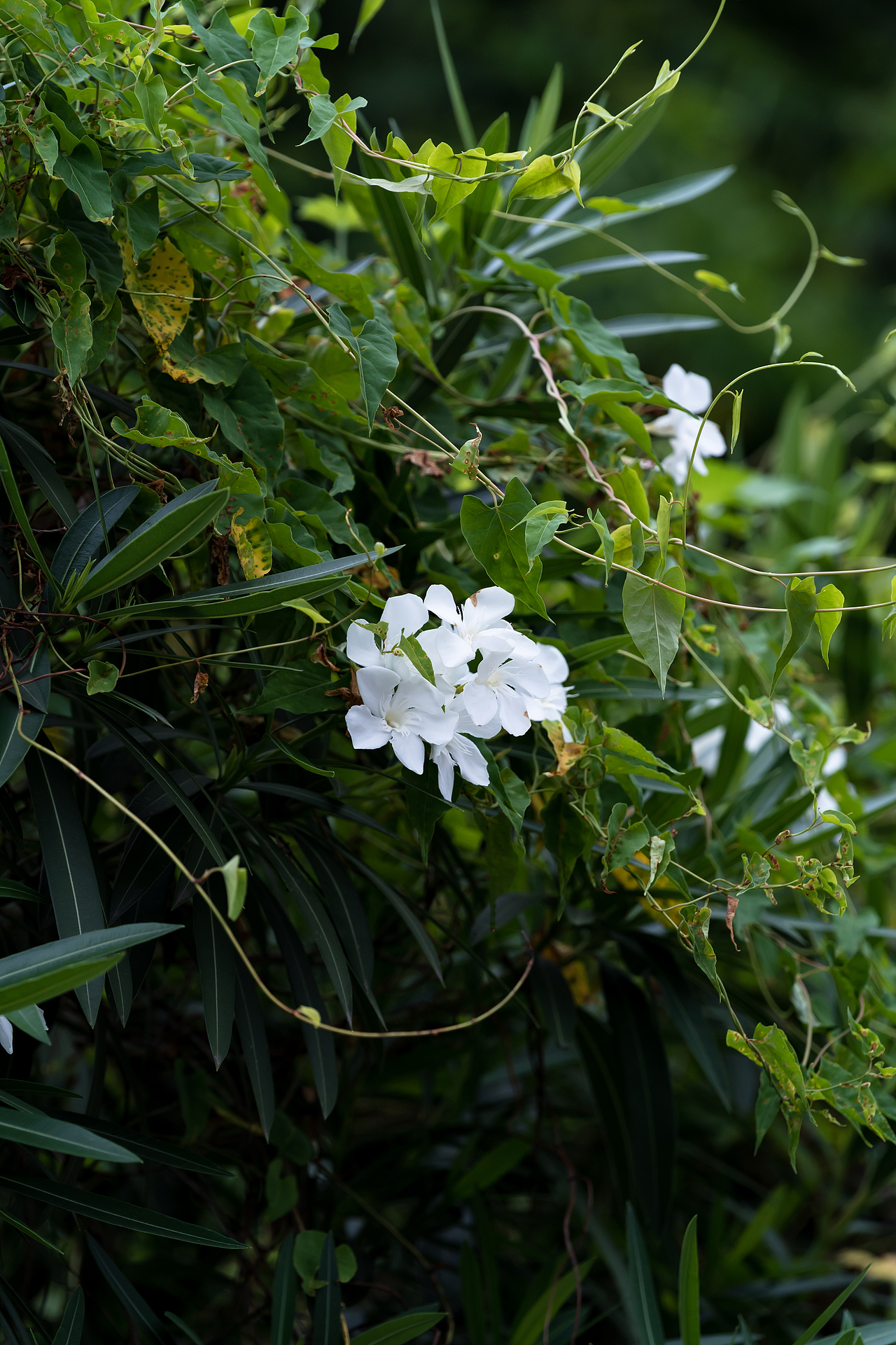 夹竹桃（图ZMjY2MjE3OTMy） - 风光摄影 - 站酷设计师诗说江南原创素材 - 站酷ZCOOL