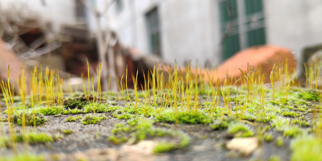 一苔一世界,一藓一乾坤