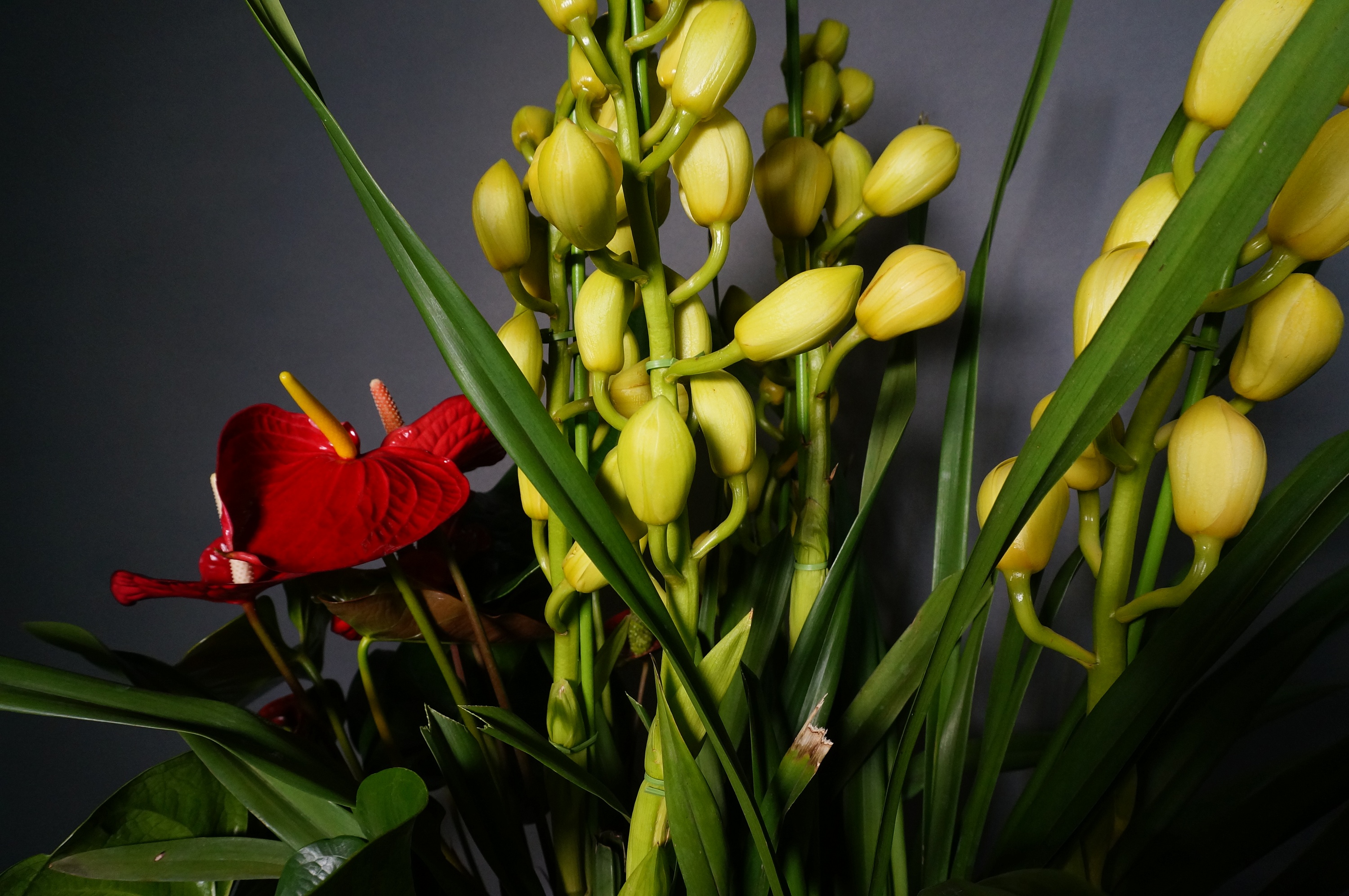 大花蕙兰植物摄影|摄影|产品摄影|柠檬啾酸 - 原创作品 - 站酷 (ZCOOL)