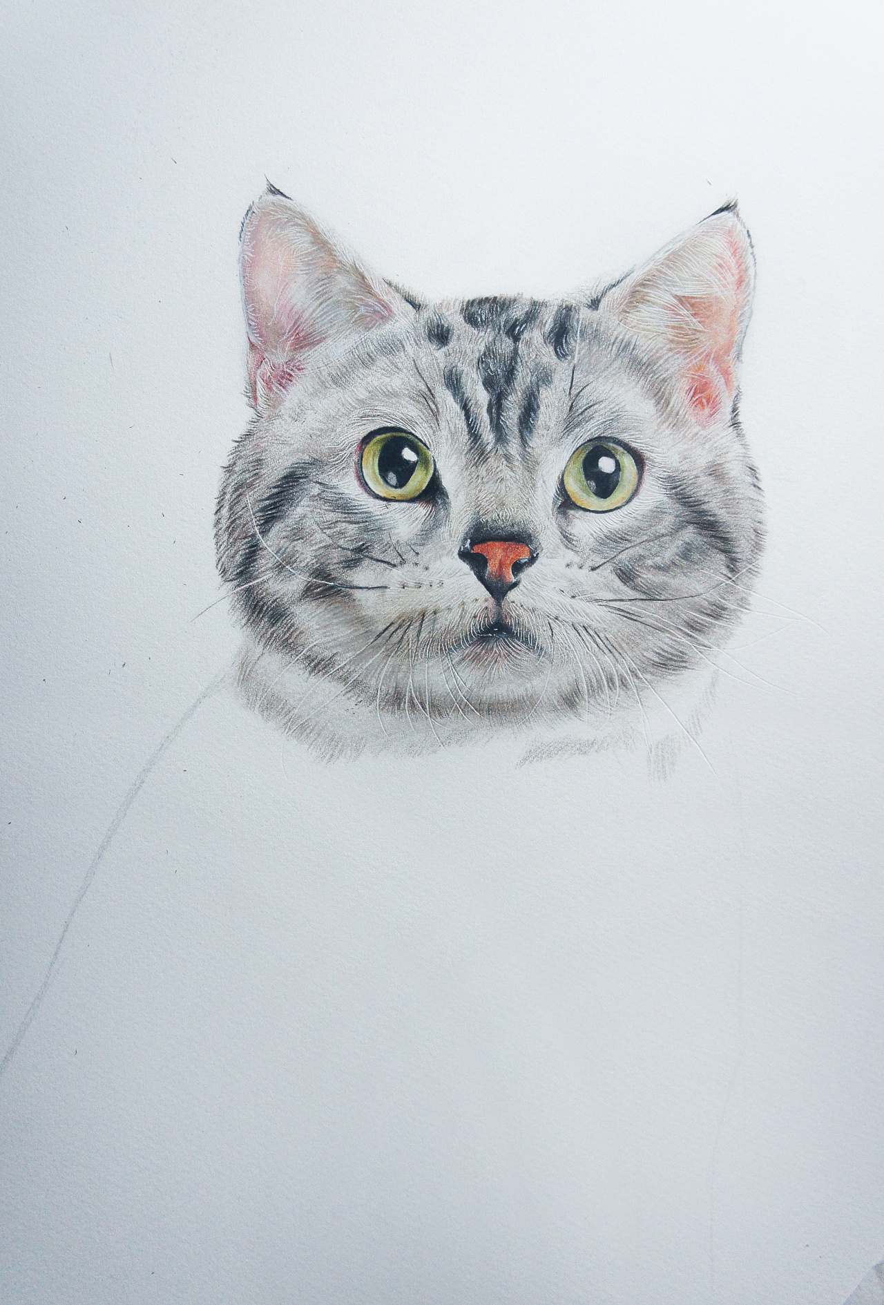 彩铅《猫》|纯艺术|绘画|画画的小杰 - 原创作品 - 站酷 (zcool)