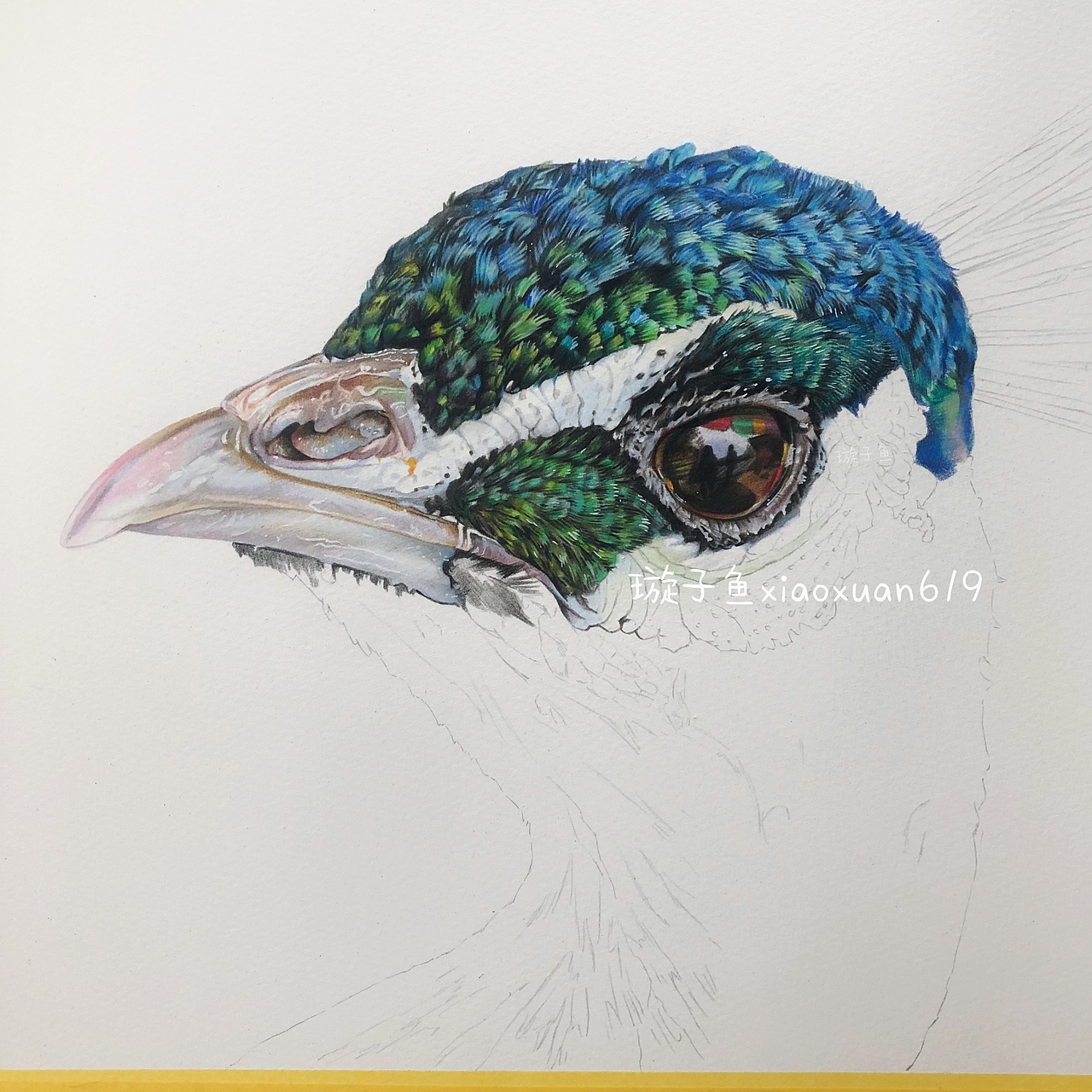 【璇子鱼彩铅作品】孔雀（图ZMjE3OTA1NTAw） - 绘画 - 站酷设计师璇子鱼原创素材 - 站酷ZCOOL