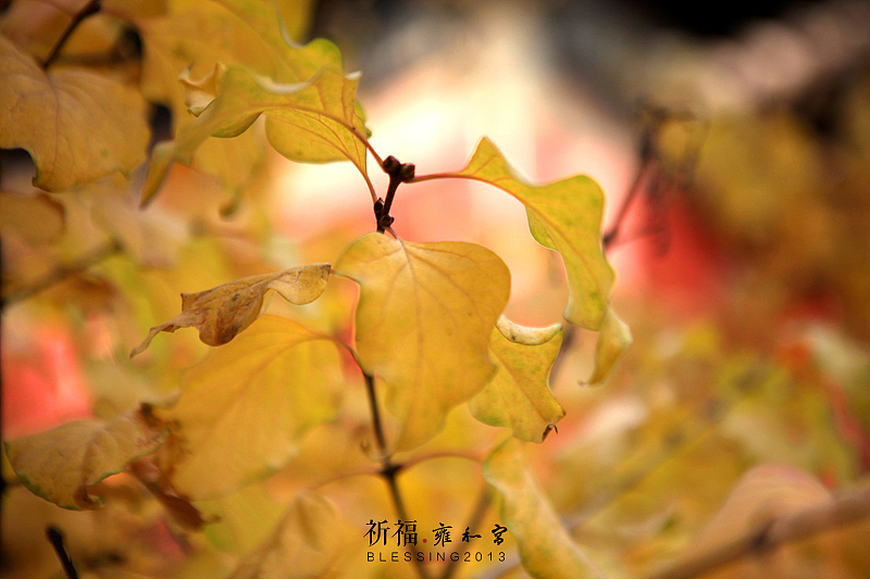 祈福.雍和宫