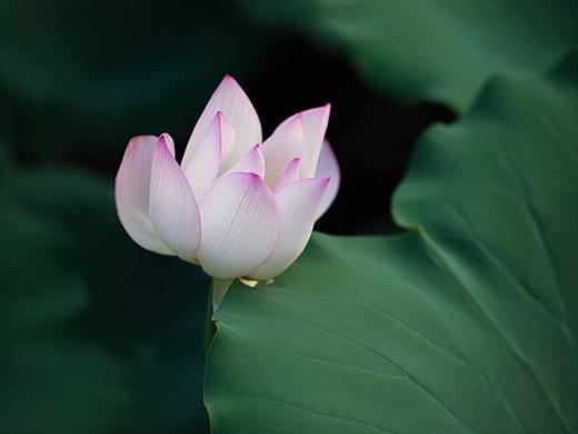 夏荷风月（个人主页-ZMjg1MjE0MDA=） - 产品摄影 - 站酷设计师大猫影界原创素材 - 站酷ZCOOL