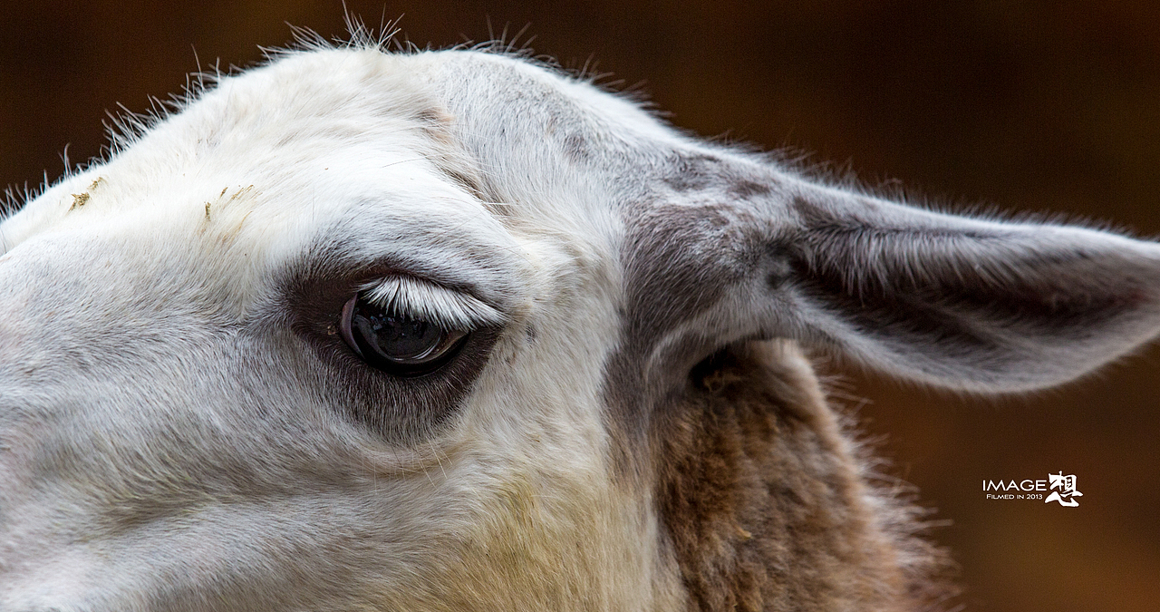 《如果...关在笼子里的是我们》