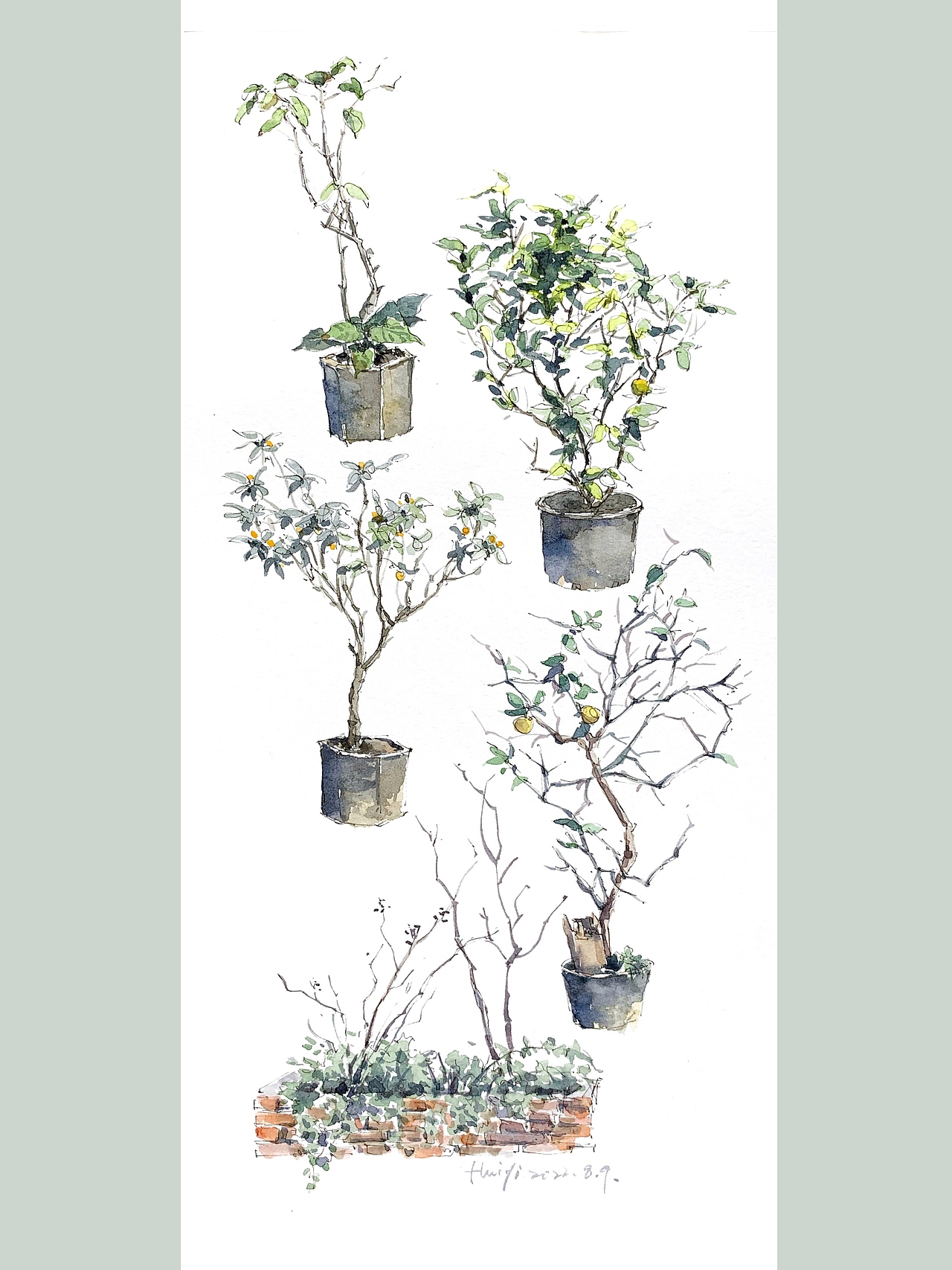 植物练习（图ZMzExNzI4NTk2） - 创作习作 - 站酷设计师淡水的手绘原创素材 - 站酷ZCOOL