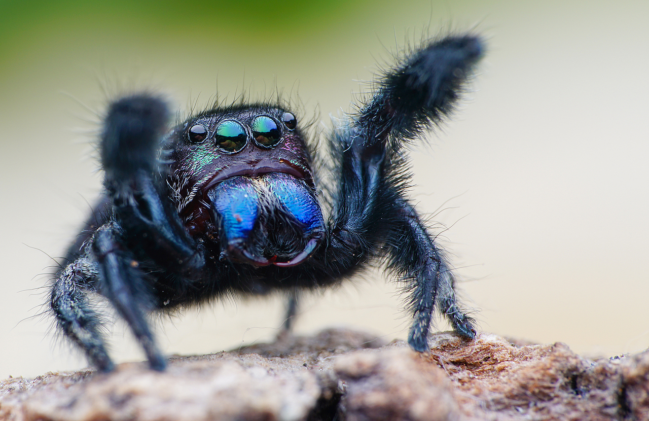 撒旦巨跳蛛【公】头部