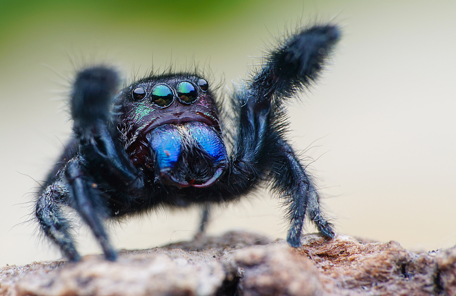 撒旦巨跳蛛【公】头部