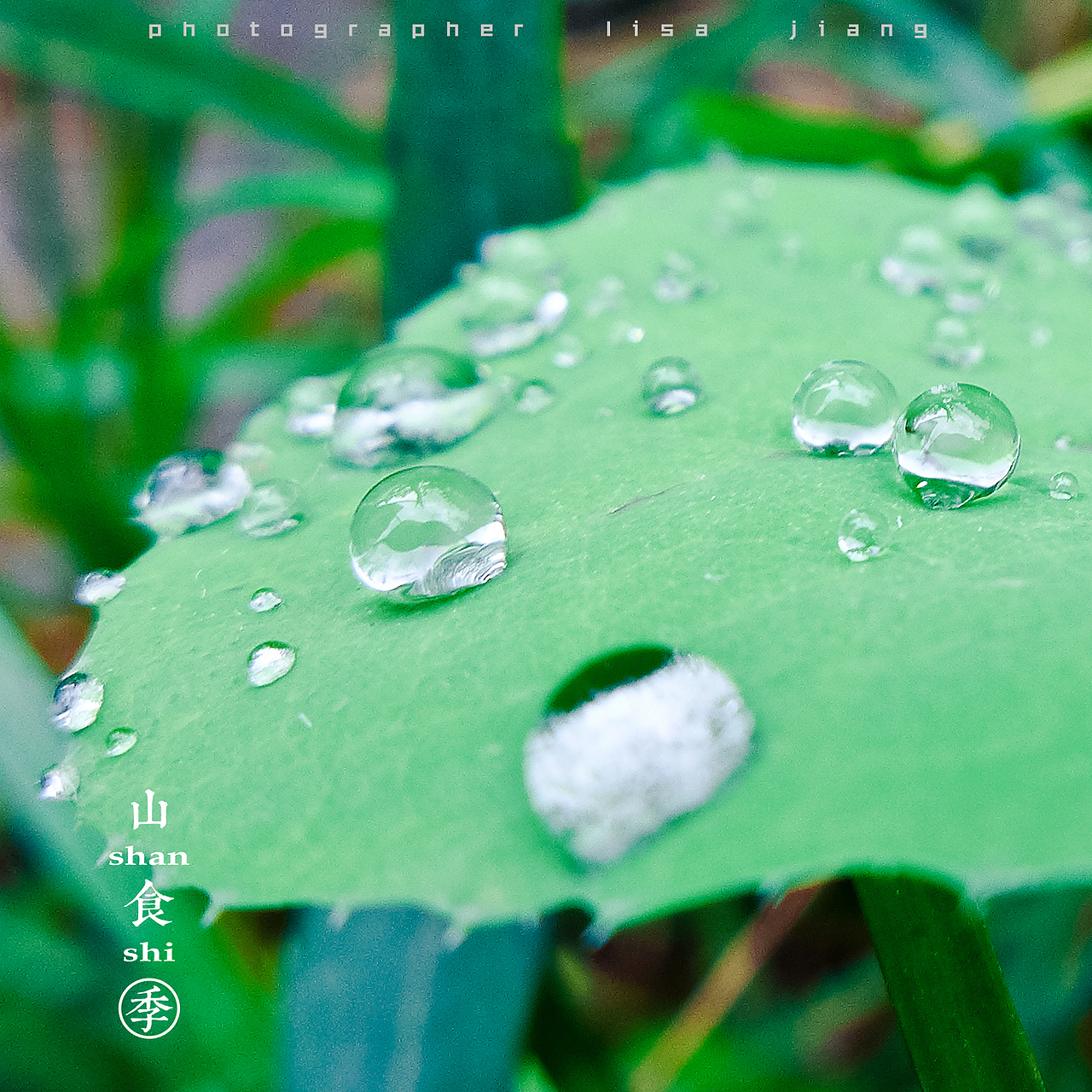 小品四季（图ZMTA4NTgyNjY0） - 产品摄影 - 站酷设计师挲lisa原创素材 - 站酷ZCOOL