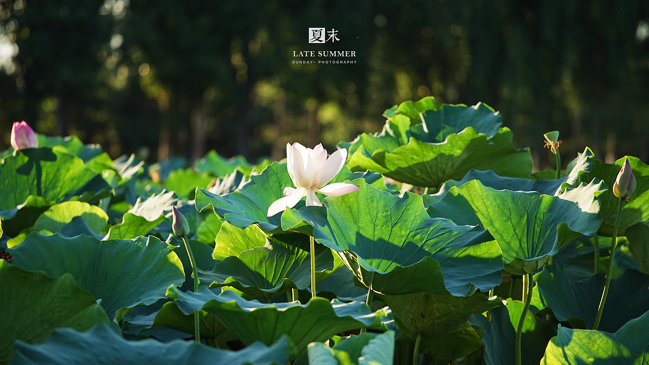 夏末秋初，荷塘印象（图ZODgwMzY2NTY=） - 风光摄影 - 站酷设计师sunday00love原创素材 - 站酷ZCOOL