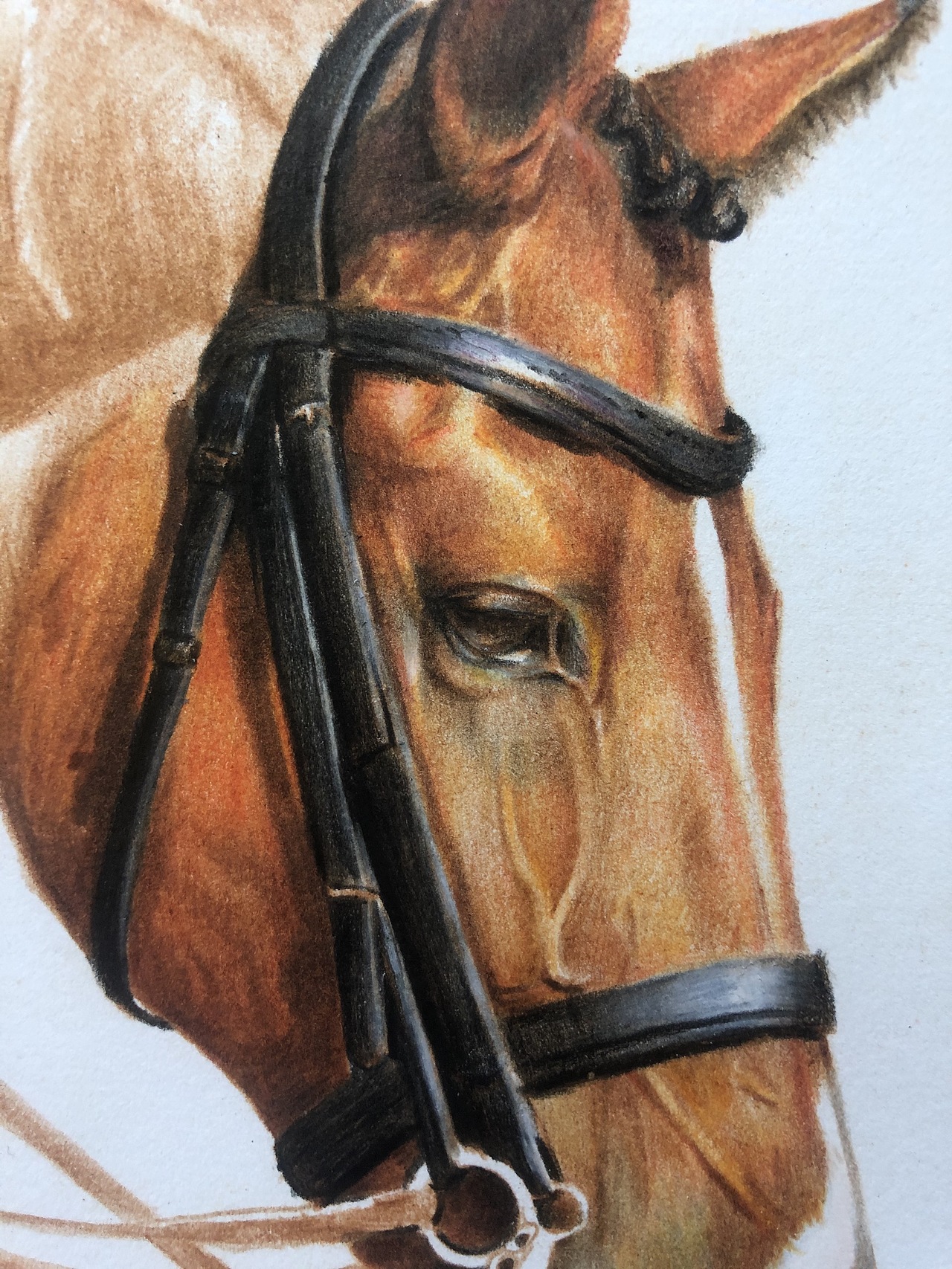 《马》|插画|艺术插画|孟君彩铅_原创作品-站酷zcool