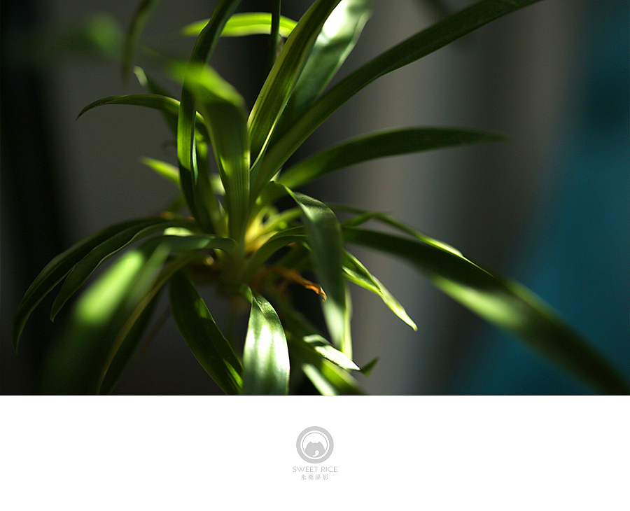 草树知春（图ZNDEwODczMTY=） - 产品摄影 - 站酷设计师挂糖原创素材 - 站酷ZCOOL