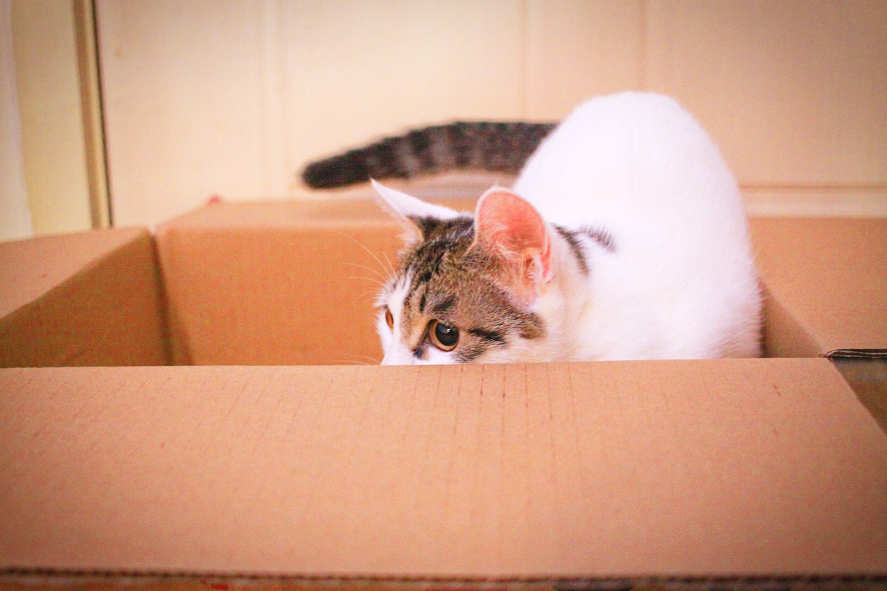 【小数点和圆周率】1岁成年快乐