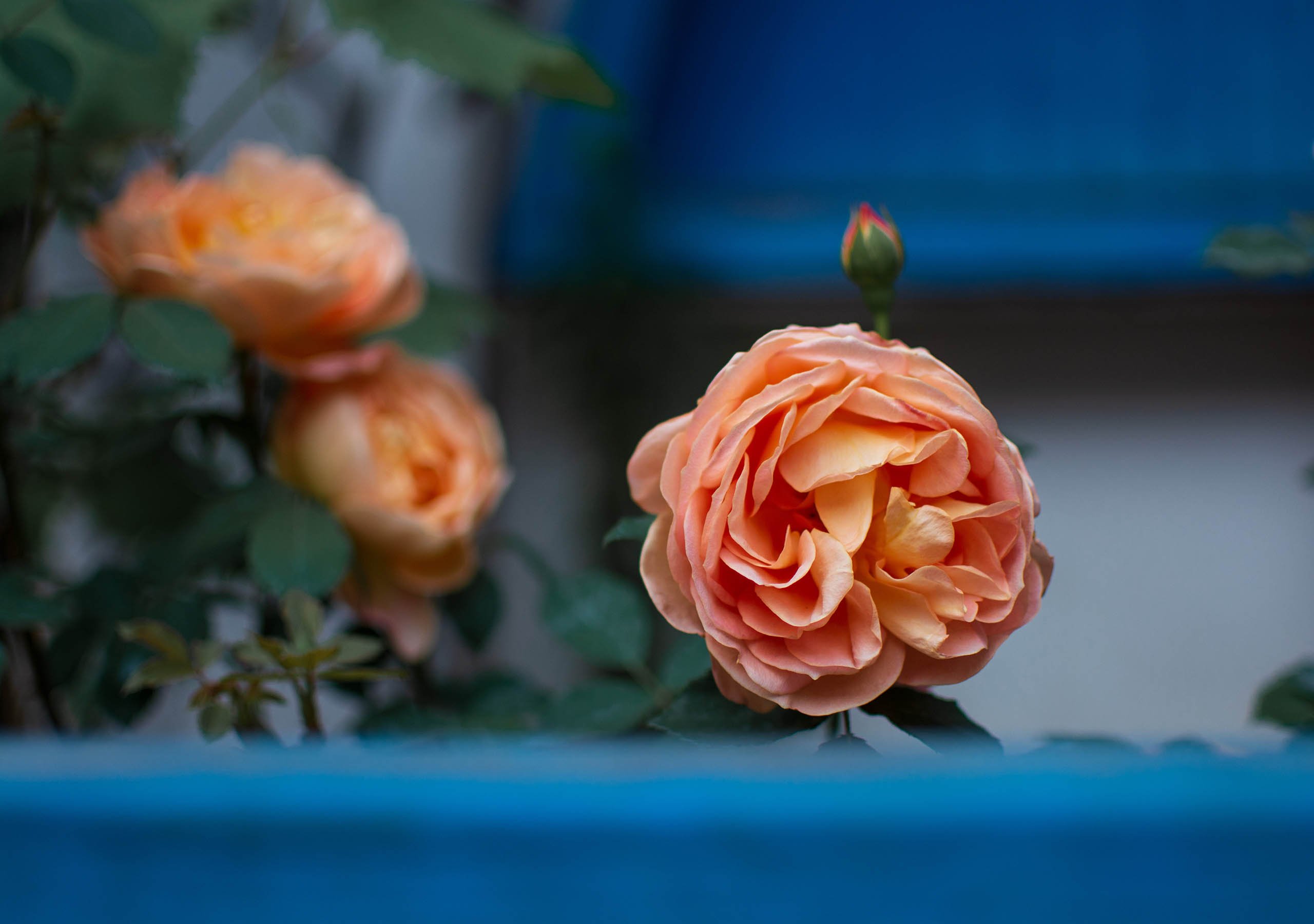 小神仙_XSX的个人主页（背景预览） - 主页背景设置 - 站酷设计师小神仙_XSX原创素材 - 站酷ZCOOL