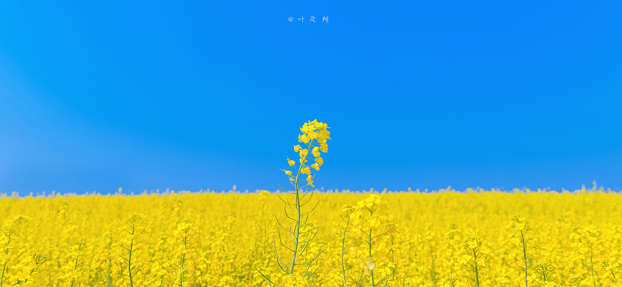 在东荆河畔找寻春（图ZMjkzNDkxODgw） - 风光摄影 - 站酷设计师叶念翔原创素材 - 站酷ZCOOL