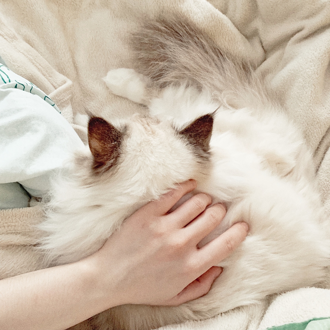 一只叫瓜咪咪的喵