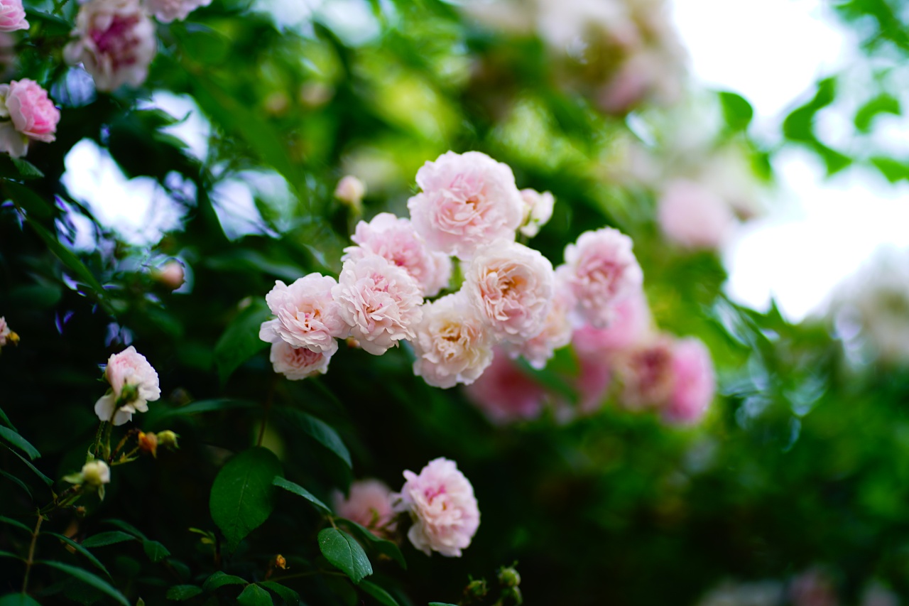 蔷薇|摄影|风光摄影|殢无殇 - 原创作品 - 站酷 (zcool)