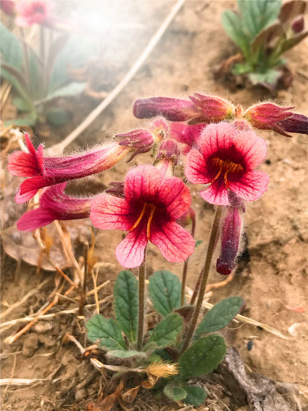 刘勇良手机纪实摄影:盛开的地黄花