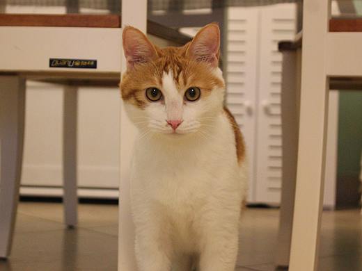 家有傻猫