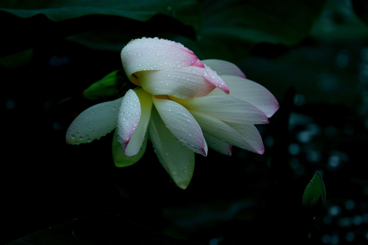 荷塘/荷花/雨荷