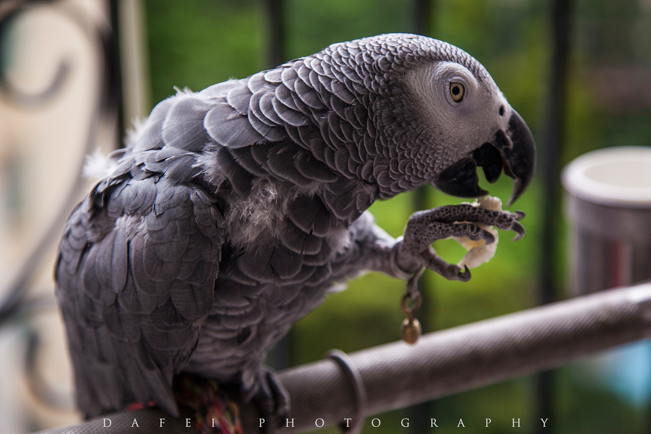 啄食记|摄影|动物|大飞mr - 原创作品 - 站酷 (zcool)