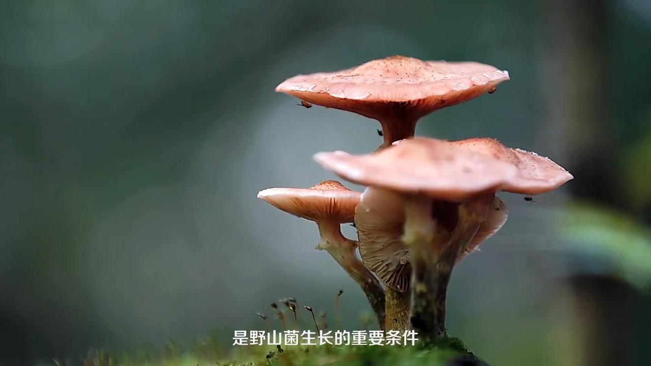 云南山菌宣传片——采菌篇