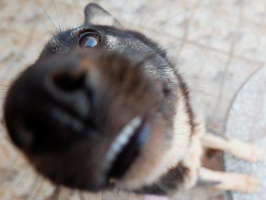 dog~乖乖（个人主页-ZMjY1MTMxNDA=） - 宠物摄影 - 站酷设计师柒柒柯柯原创素材 - 站酷ZCOOL