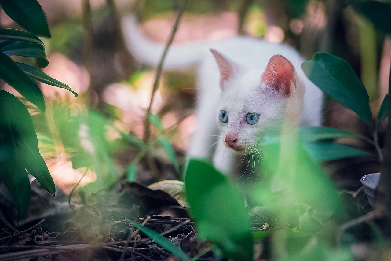 寻猫集100|摄影|宠物摄影|寻猫的沙鱼_原创作品-站酷zcool