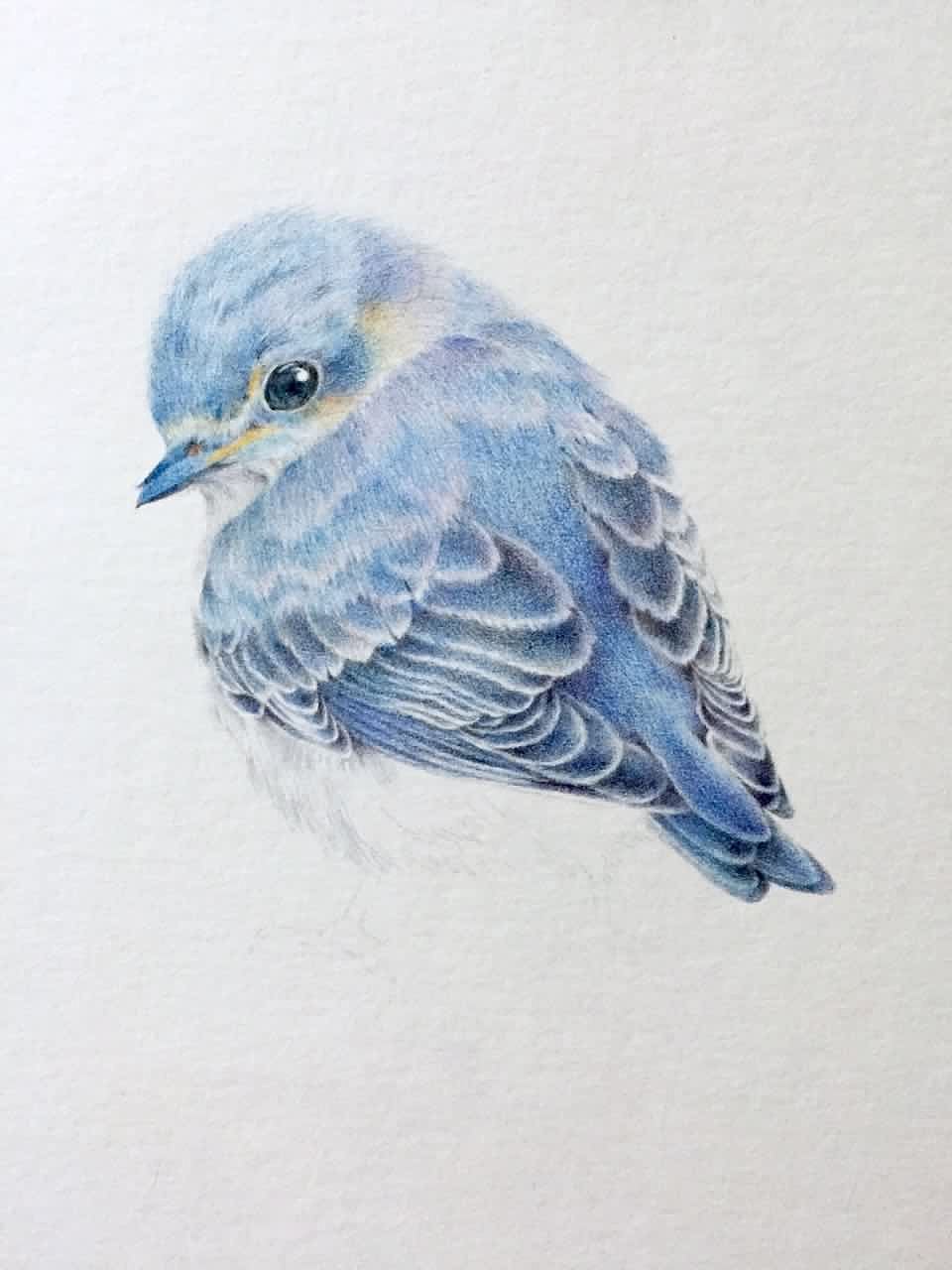 手绘彩铅#青鸟