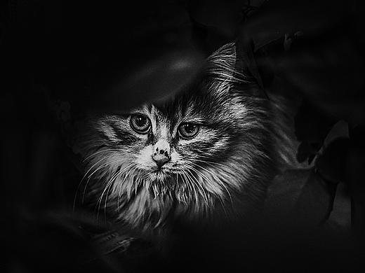 猫-看见死神的眼（个人主页-ZMjQ4ODc1ODA=） - 宠物摄影 - 站酷设计师大只的孤独世界原创素材 - 站酷ZCOOL
