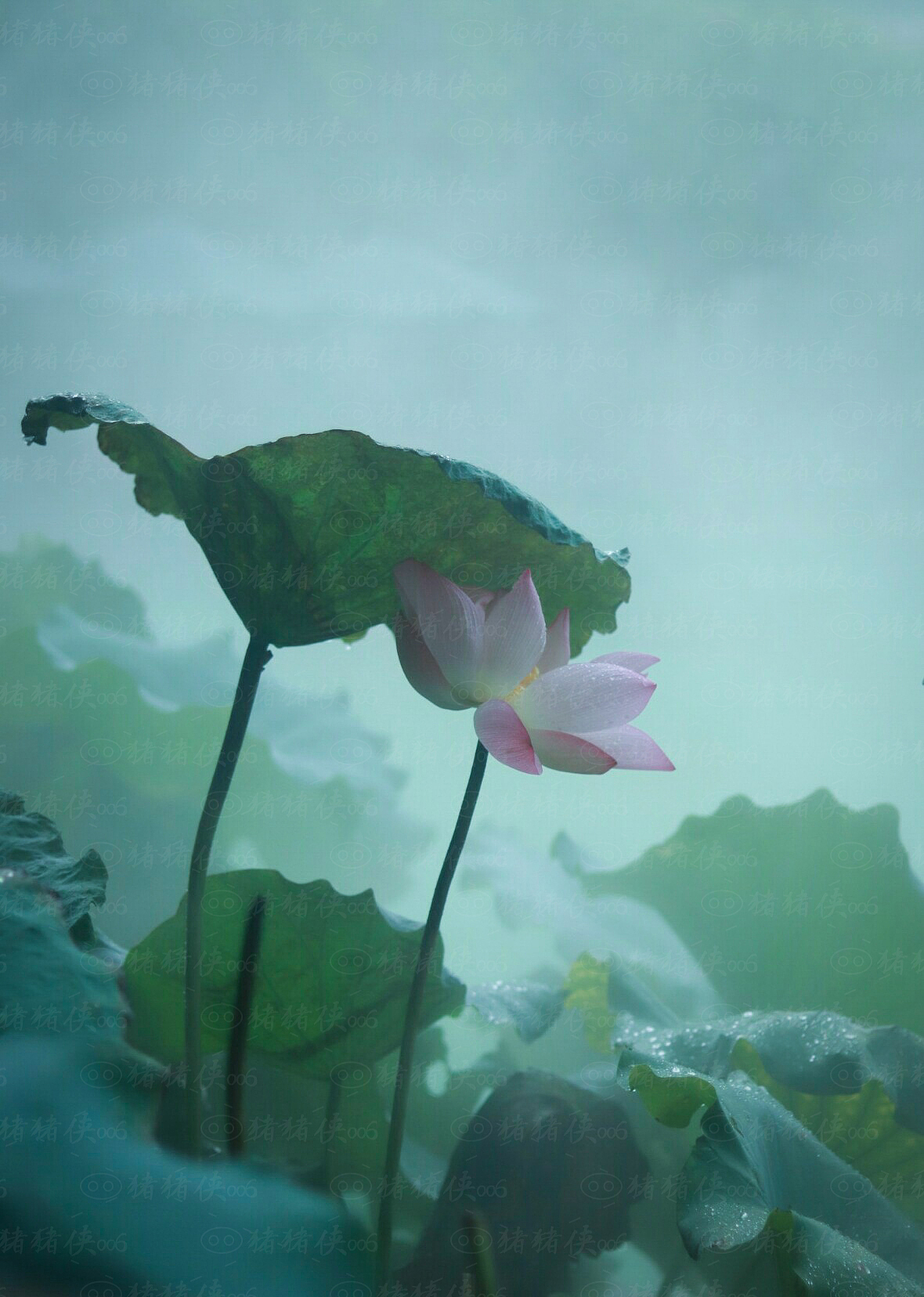 荷花莲花荷塘（图ZMjYwNTA0MjAw） - 风光摄影 - 站酷设计师咩咩设计工作室原创素材 - 站酷ZCOOL