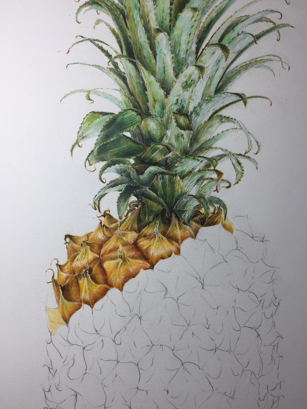 纸190g高白细纹彩铅:三幅霹雳马,红盒辉柏嘉也不知道为什么想画个菠萝