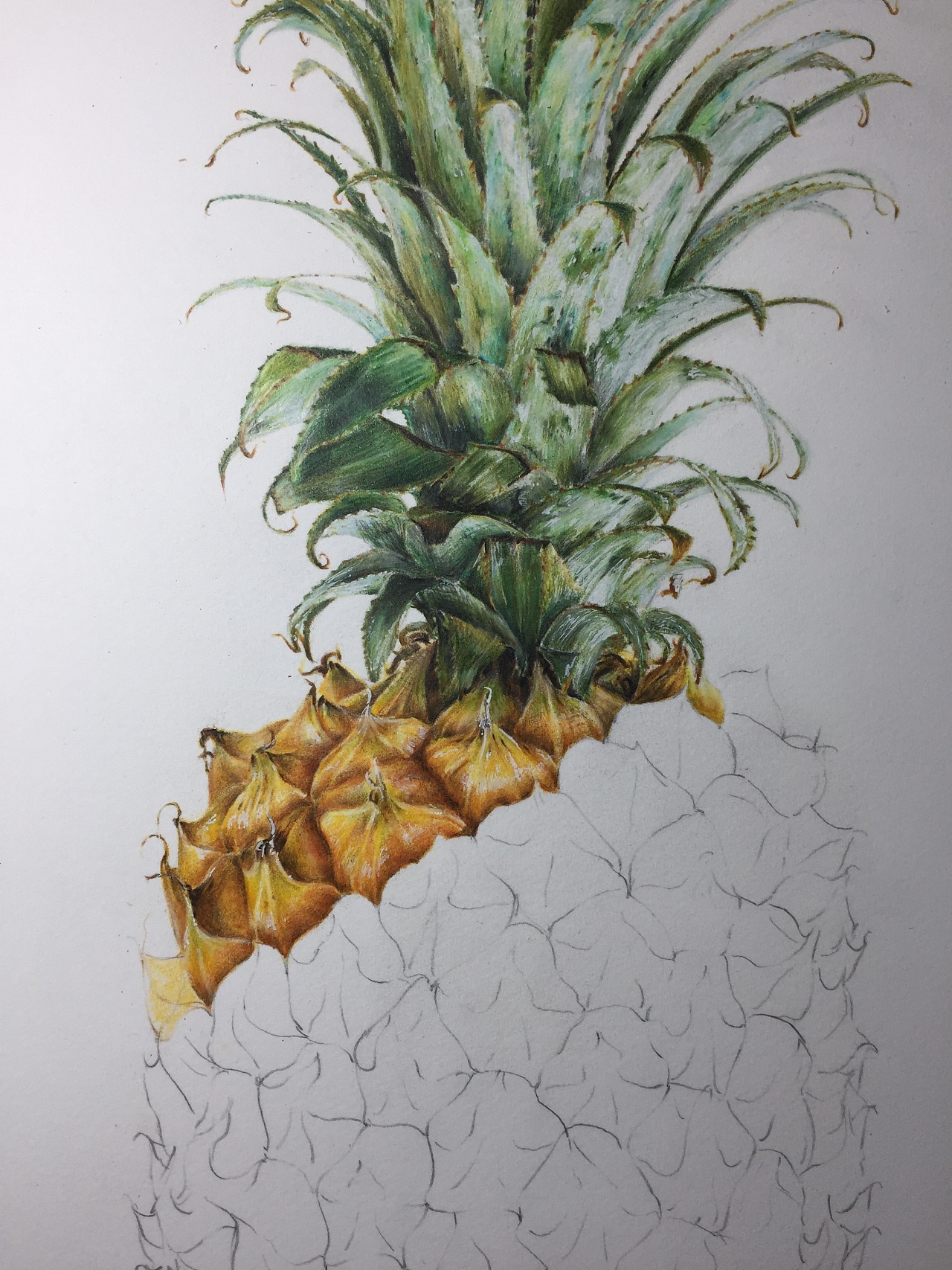 写实彩铅『菠萝』|纯艺术|绘画|一兮手绘 - 原创作品 - 站酷 (zcool)