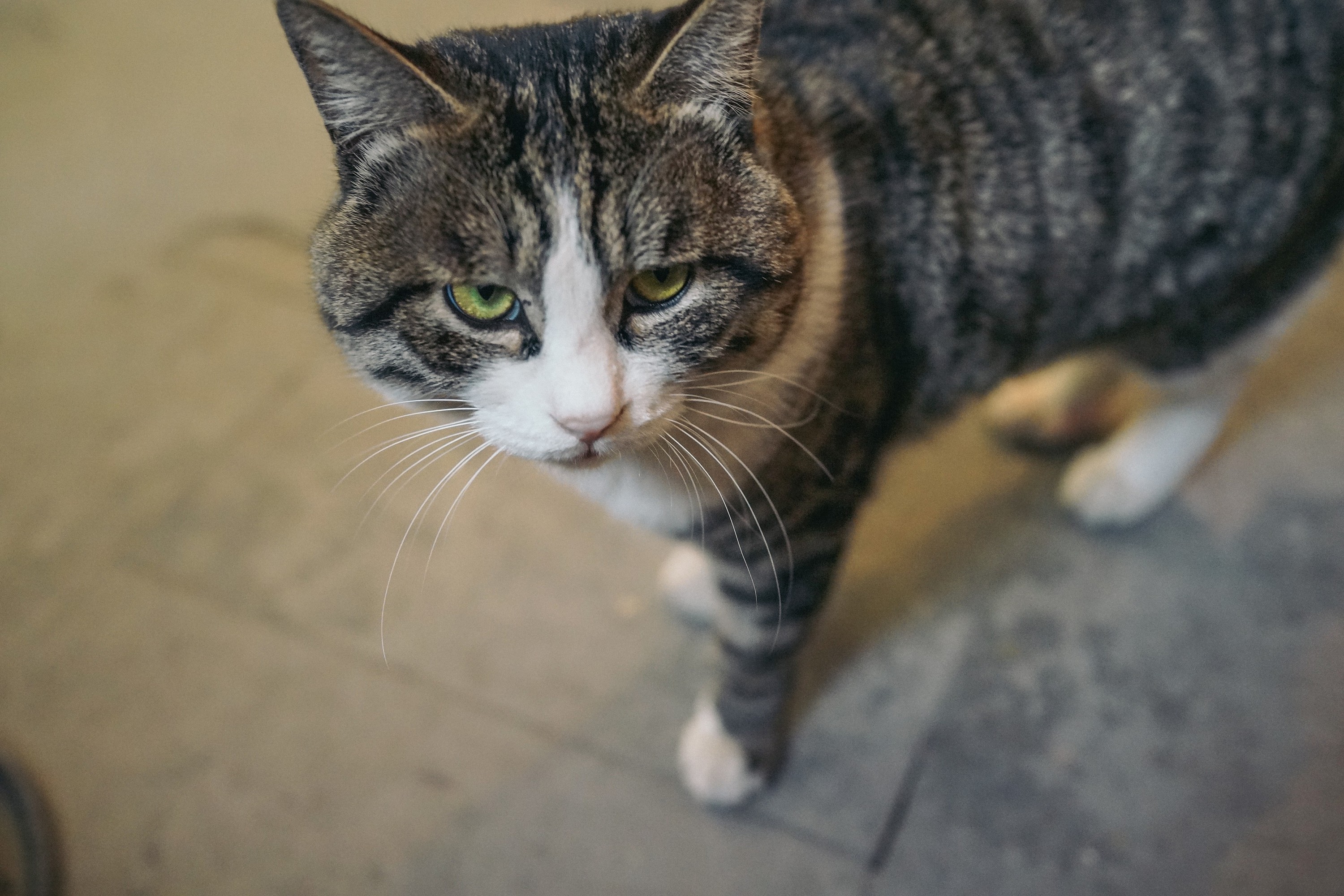 北京"正阳书局"喵老板和他的玩意儿们