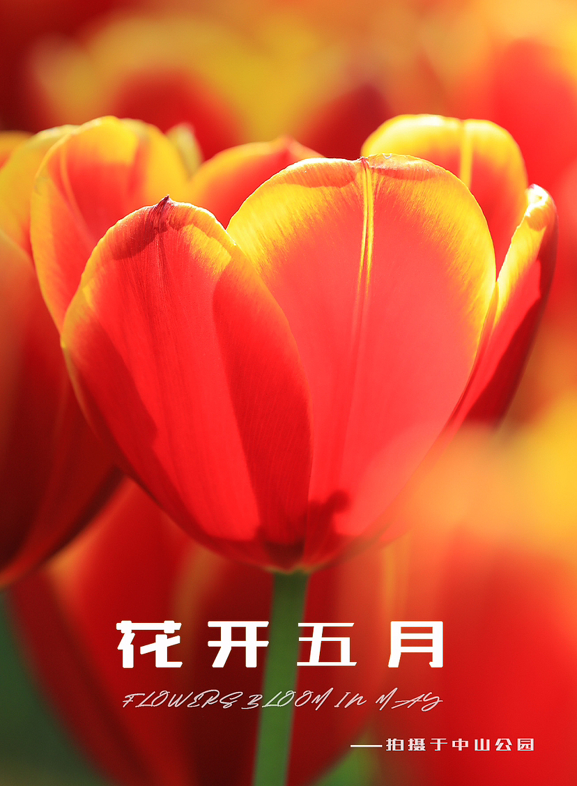 绽放五月（图ZMzY3ODgwNjQw） - 其他 - 站酷设计师木林森15原创素材 - 站酷ZCOOL