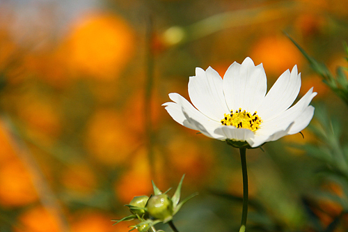 花草摄影13521217471