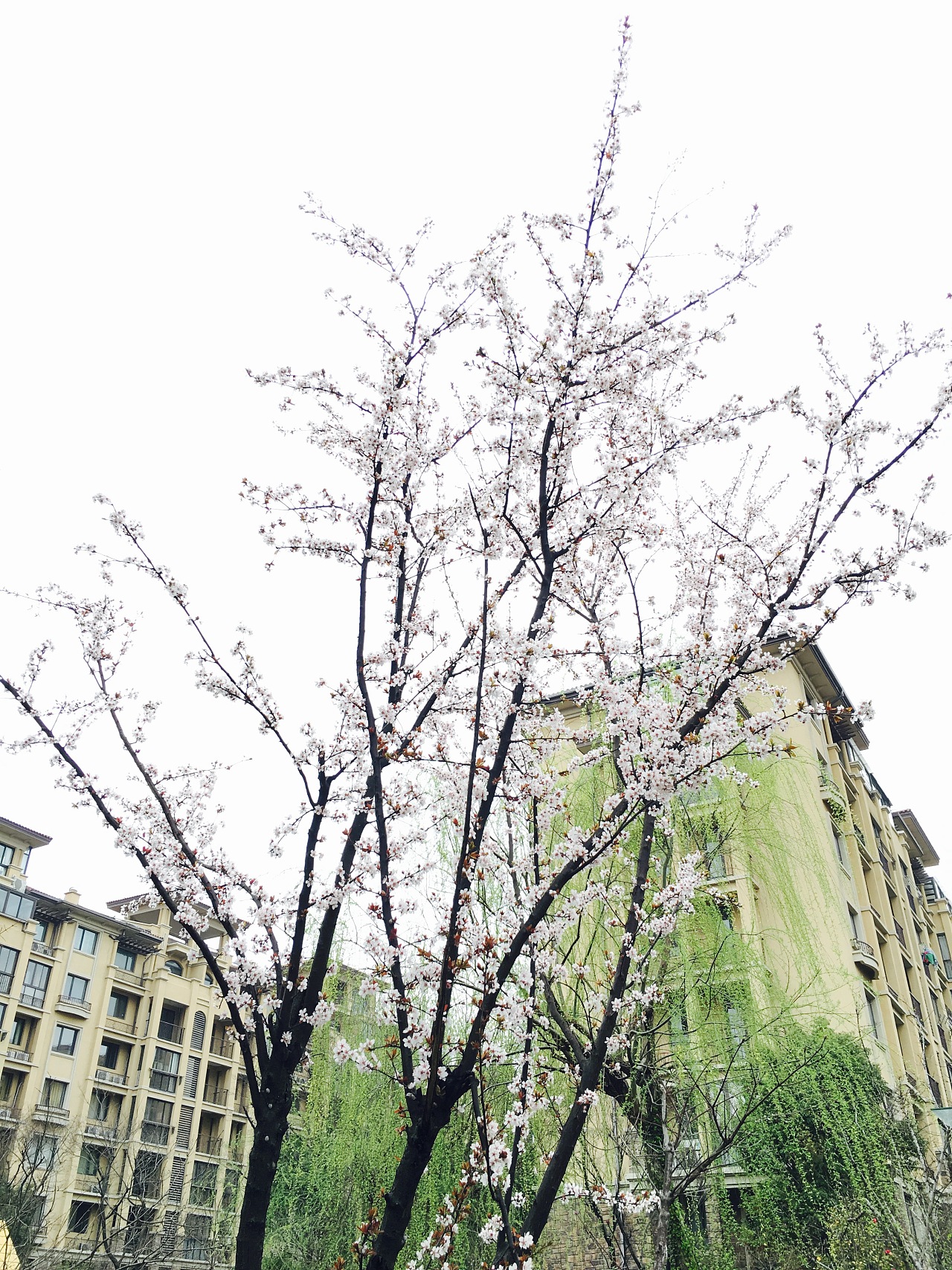 发现春天|摄影|风光|米砂米黎 - 原创作品 - 站酷 (zcool)