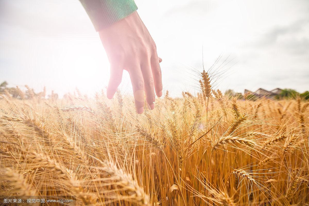 丰收的季节,金色的田野,总是让人充满希望